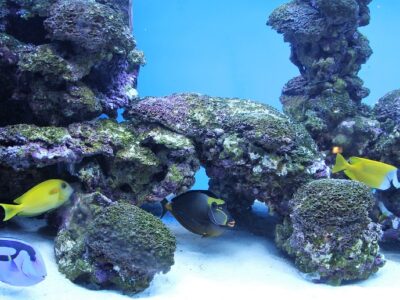 Sito dedicato all'acquariofilia con guide e prodotti in affiliazione